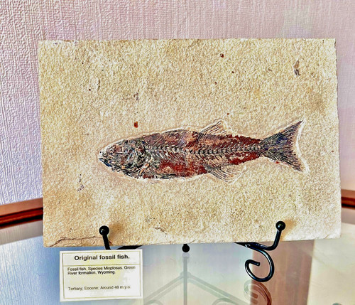 Fossil fish matrix circa - fish,