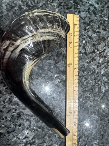 Kosher ram shofar horn - kosher, from