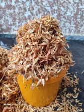 Whole Oron Crayfish - 500g One