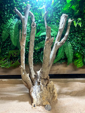 Talawa Wood Aquascaping