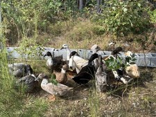 Mixed Breed Hatching Duck Eggs (6+)