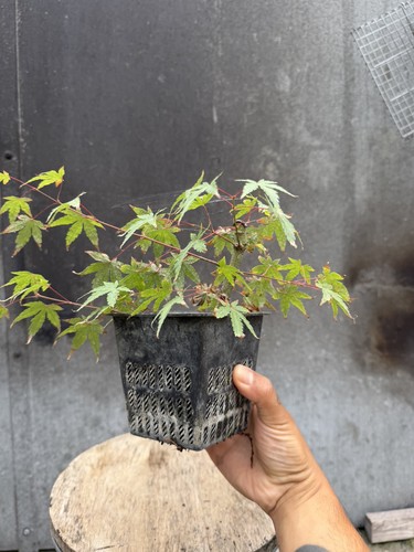 Japanese maple bonsai - bonsai, tree