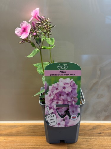 Phlox sweet summer rose - summer,
