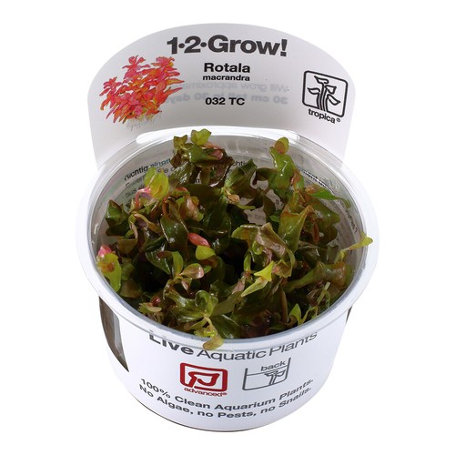Tropica live aquarium red - aquarium,