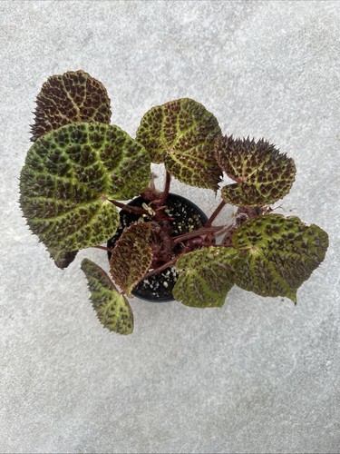 Begonia ferox spiky - begonia,