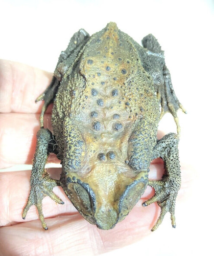 Real toad taxidermy - toad, .