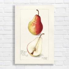 Vibrant Pear Botanical