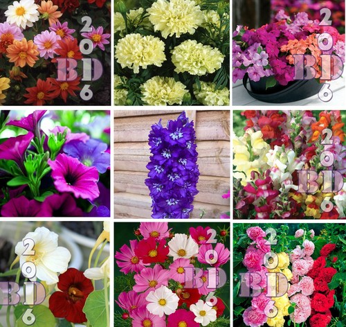 Flower seeds garden treasures - seeds,