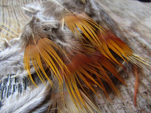 Ifs natural golden - golden, pheasant
