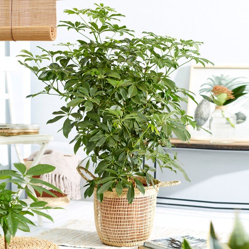 Schefflera nora large - schefflera,