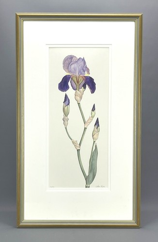 Bearded iris germanica - germanica, by