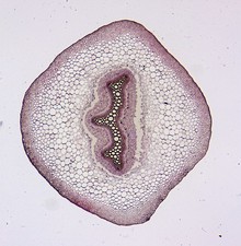 Vintage microscope slides by Gerrard.   "T.S. Old stem of Selaginella".