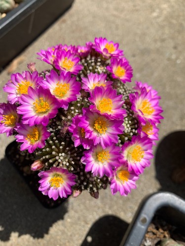 Mammillaria luethyi