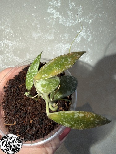 Hoya lacunosa laos rooted - hoya,