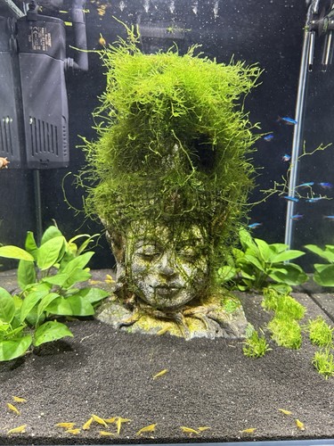 Java moss 10g - java,
