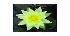 Pygmaea Helvola Water Lily -