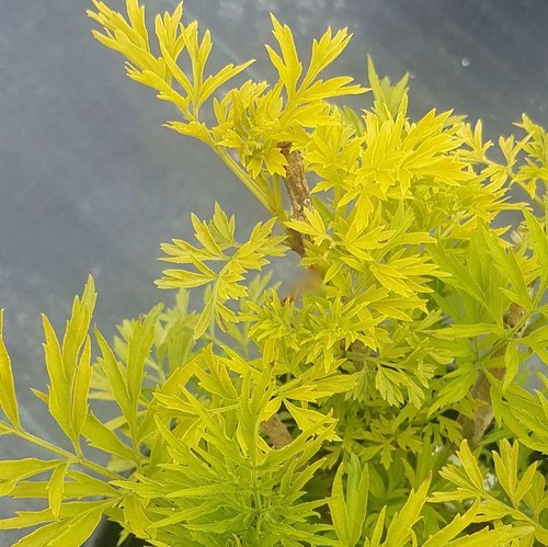 Sambucus golden tower 9cm - sambucus,