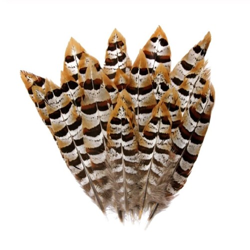 Rare brown tip stripe - tip,