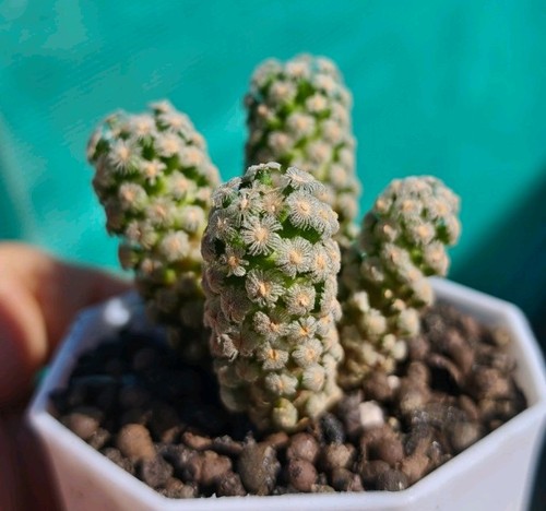 Mammillaria theresae rare - theresae,