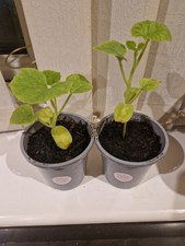 5 x Honeydew MELON PLUG PLANTS