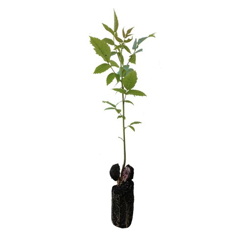 Walnut trees juglans - 3x, regia