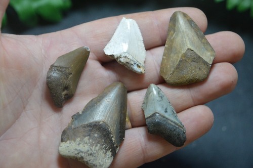 Amazing value real megalodon - value,,