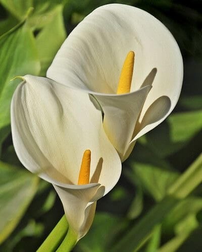 Pretty imported calla lily - imported,