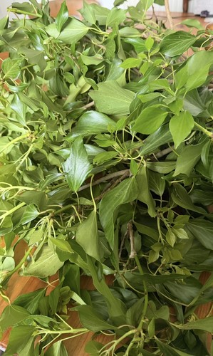 Stick leaf insect food - insect, - 