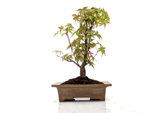 Deshojo japanese maple - japanese,