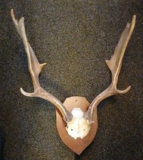 Wild Fallow Deer Antlers