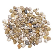 200-pack Bulk Tiny Snail Shells For Crafts Beach Wedding Art Decoration 2-10 mm