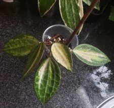 Hoya Macrophylla "Pot of Gold" whole pot🌿🍁