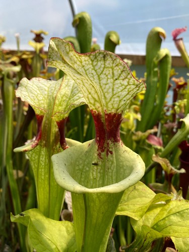 Sarracenia moorei leah - moorei,