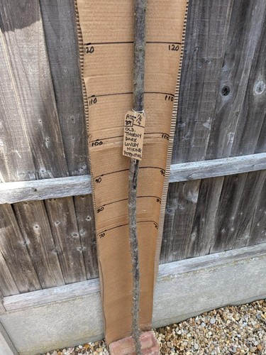 Blackthorn walking stick - walking,
