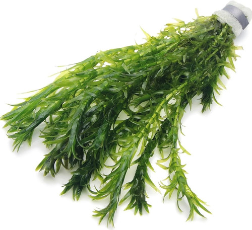 Oxygenating elodea densa - oxygenating, pond