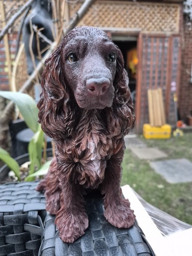 Chocolate brown cocker spaniel - brown,