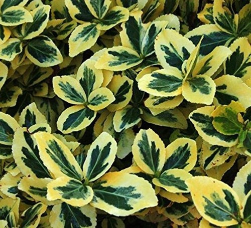 Euonymus fortunei emerald - euonymus,