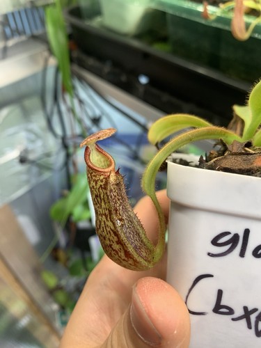 Nepenthes glandulifera - , x