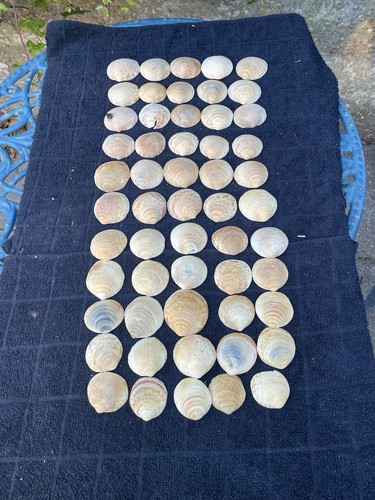 Sea worn clam shells - worn,