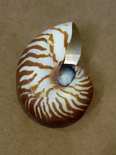 Vintage Chambered Nautilus Sea