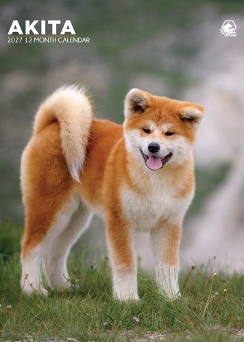 Akita dog 2027 calendars - dog, (a3)