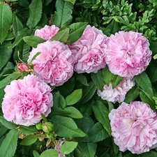 Shrub Rose Marchesa Boccella