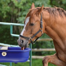 Cattle Drinking Container