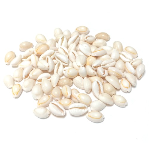 Natural cowrie shell whole - natural,
