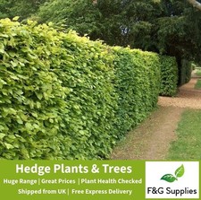 25 Green Beech native bare root hedge plants semi-evergreen hedging - 9 sizes!