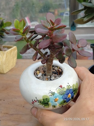 One crassula boats - one,