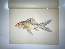 Antique Lithographic Fish Print Goldfish Japan 1908 Shubunkin