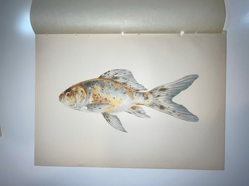 Antique lithographic fish - antique,