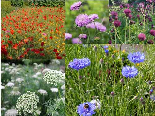 Meadow flower mix seeds - flower,