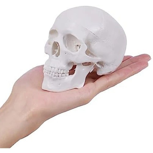 Human skull replica resin - uk,